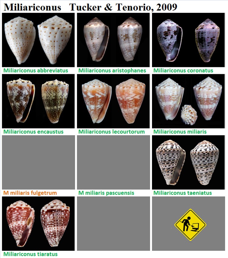  Conidae Conus (Miliariconus) - Discussion sur le genre, la planche  Miliar10
