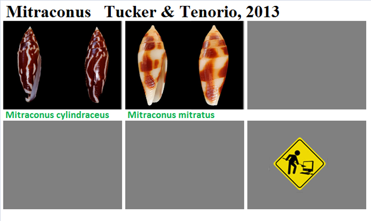  Conidae Mitraconus (obsolète) - Le genre intégré à Conus (Turriconus) Mitrac10