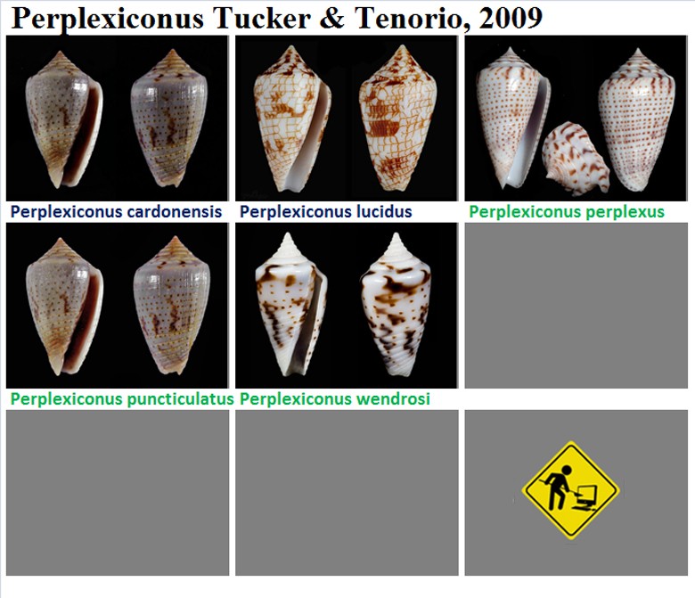  Conidae Perplexiconus Discussion sur le genre, la planche Perple10