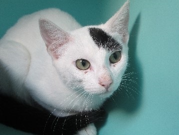  EXTRÊME URGENCE euthanasie fourrière le 8 octobre pour un chat (Bretagne) Img_10