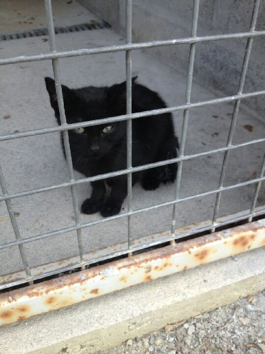  EXTRÊME URGENCE euthanasie fourrière le 27 aout pour 1 chaton (Bretagne) Img_2410