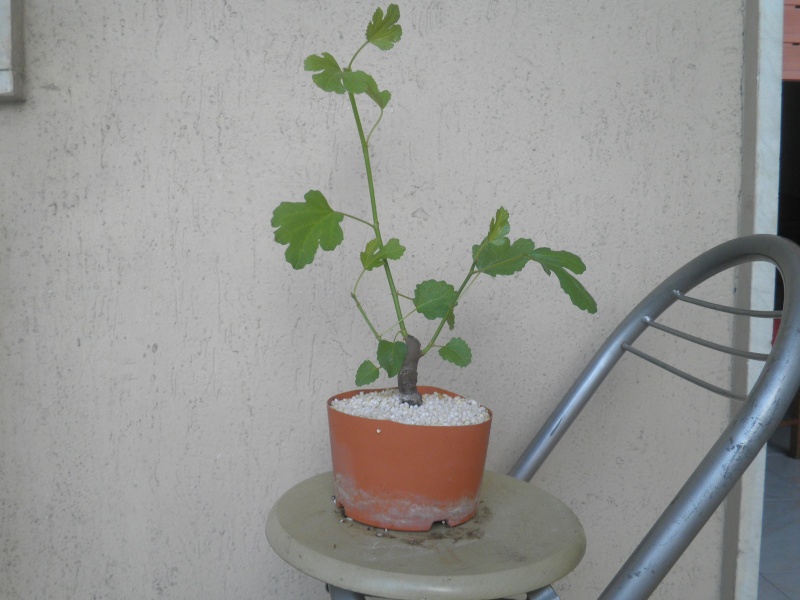 le mie talee/ P6090110