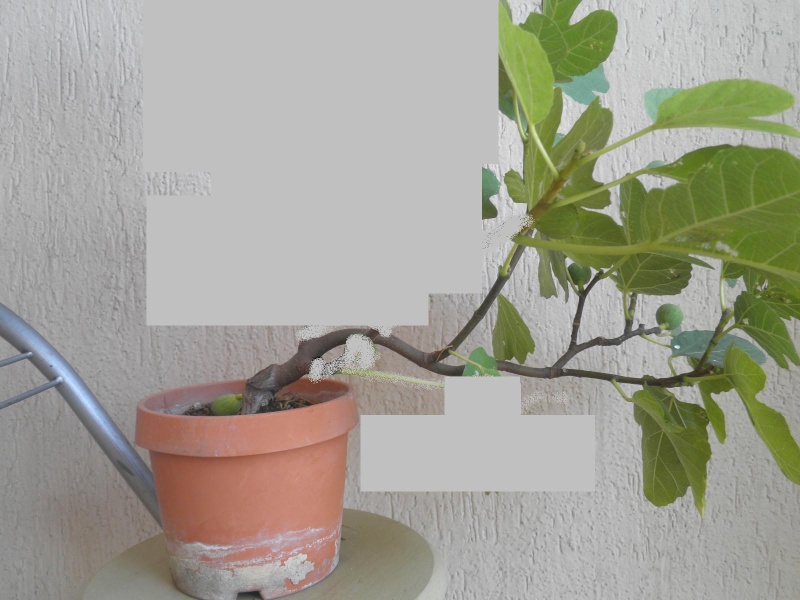 rosmarino - nuove piante - Pagina 6 P8290114