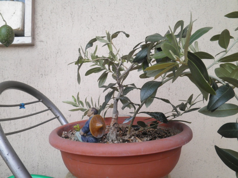 pianta di olivo - Pagina 5 P9230218
