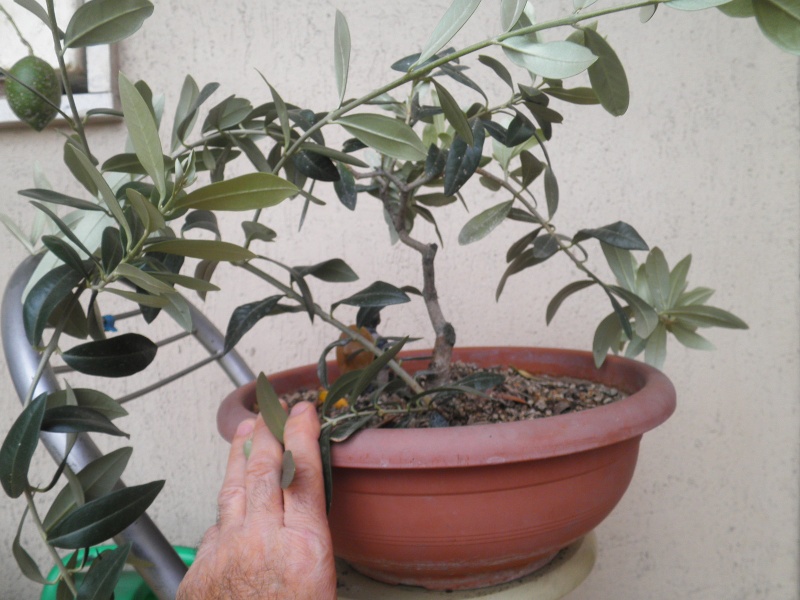 pianta di olivo - Pagina 5 P9230219