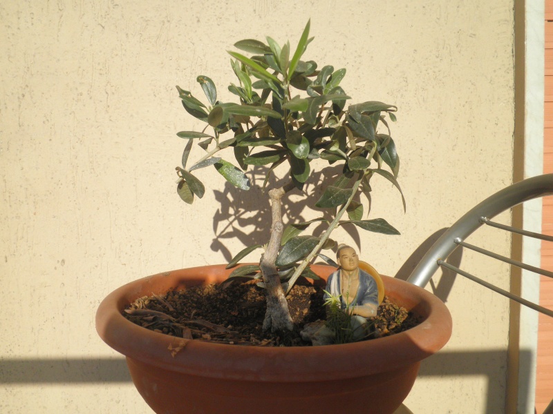 pianta di olivo - Pagina 5 Pb020214