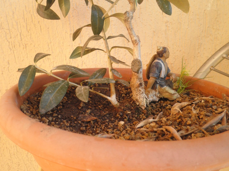 pianta di olivo - Pagina 5 Pb020219