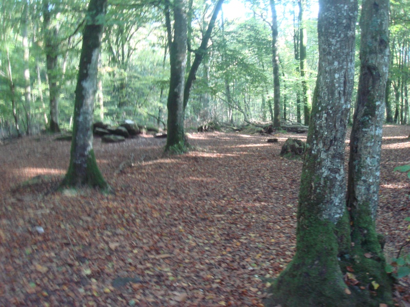 Balade en forêt Samedi 18 Octobre 2014 Dsc05919