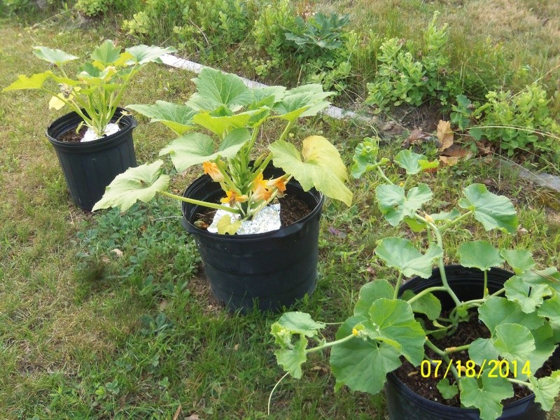 Foiling the Squash Vine Borer; Great Stuff Foam on Squash Vines? July_216