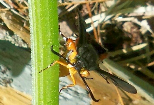 Foiling the Squash Vine Borer; Great Stuff Foam on Squash Vines? Photo212
