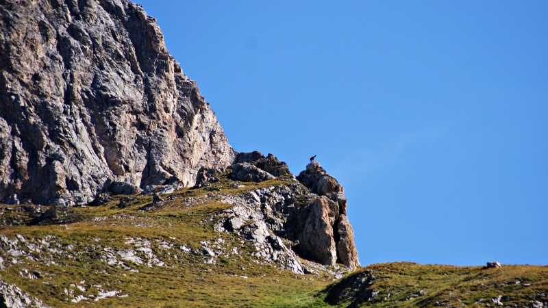 chamois alpin  Dsc01210