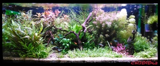 Mon aquarium , quel changement. Merci les amis du forum  !!! Aqua1812