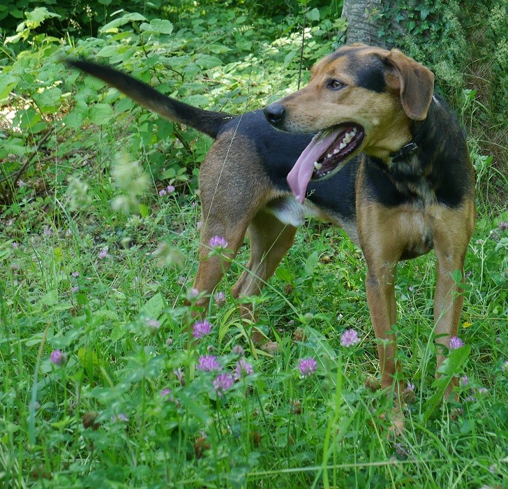 BLASTER - bouledogue americain 1 an - Appa Equides maintenant à l'adoption Spa de Compiegne (60) Garry110