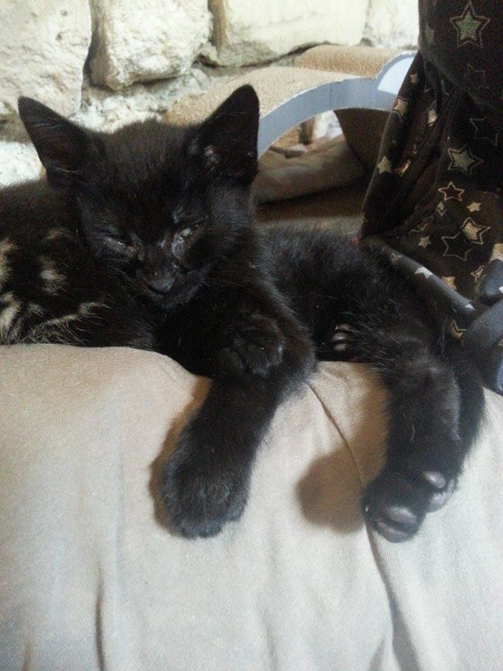 BUBULLE, chaton noir né en avril 2014 Bubull14