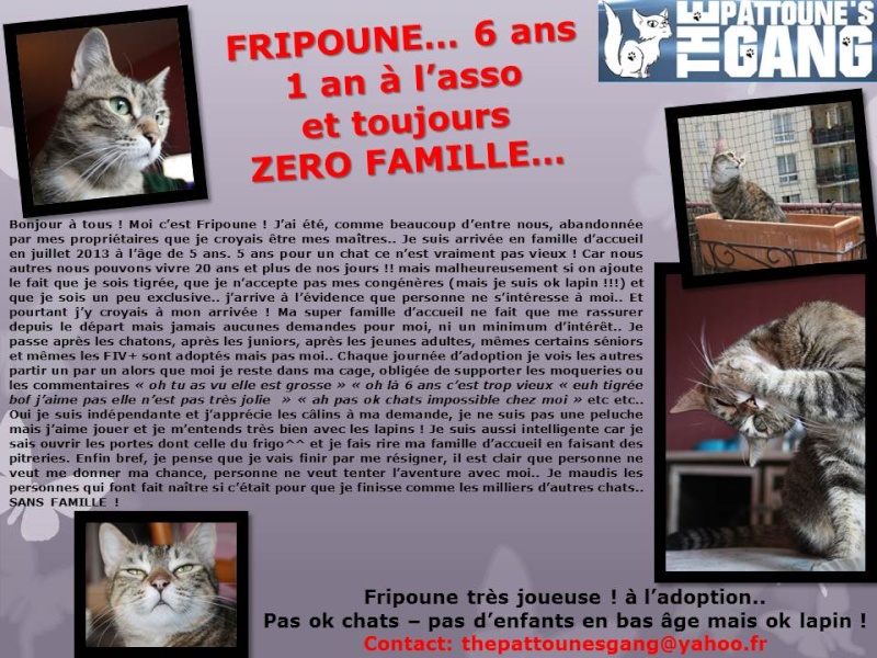 FRIPOUNE, chatte tigrée grise, née en 2008 Fripou10