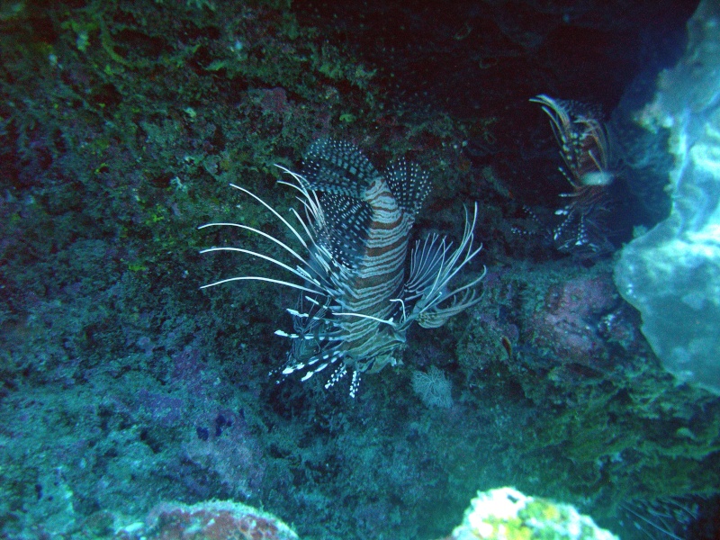 Les fonds sous marins de l'ïle de la Réunion... Img_0638