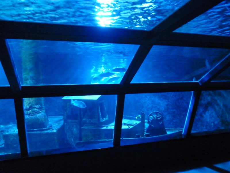 L'aquarium de l'île de la Réunion (à St Gilles) P1010315
