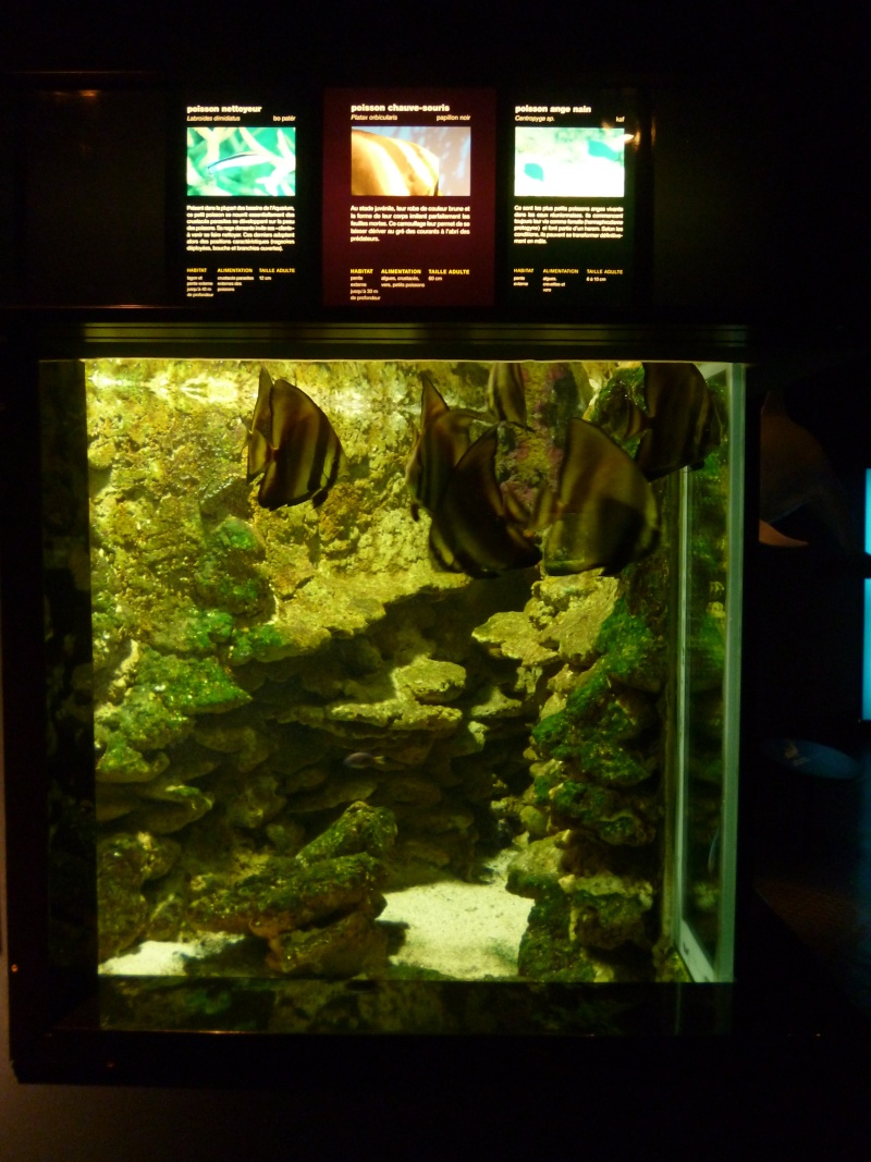 L'aquarium de l'île de la Réunion (à St Gilles) P1010316