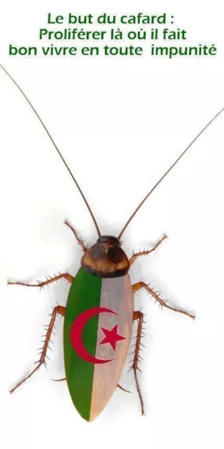 Algérie : la France accusée d’avoir organisé l’enlèvement de Gourdel . Cafard12