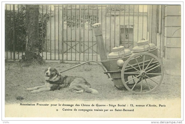 Les chiens de guerre en France . Chien110