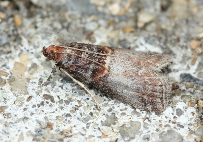 EPINOTIA - quelques micros : Acrobasis, Ditula, Euzophera, Cydia, Hypsopygia, Ostrinia, Pandemis, Agriphila, Cochylimorpha, Epinotia, Cochylis, Hofmannophila Acroba11