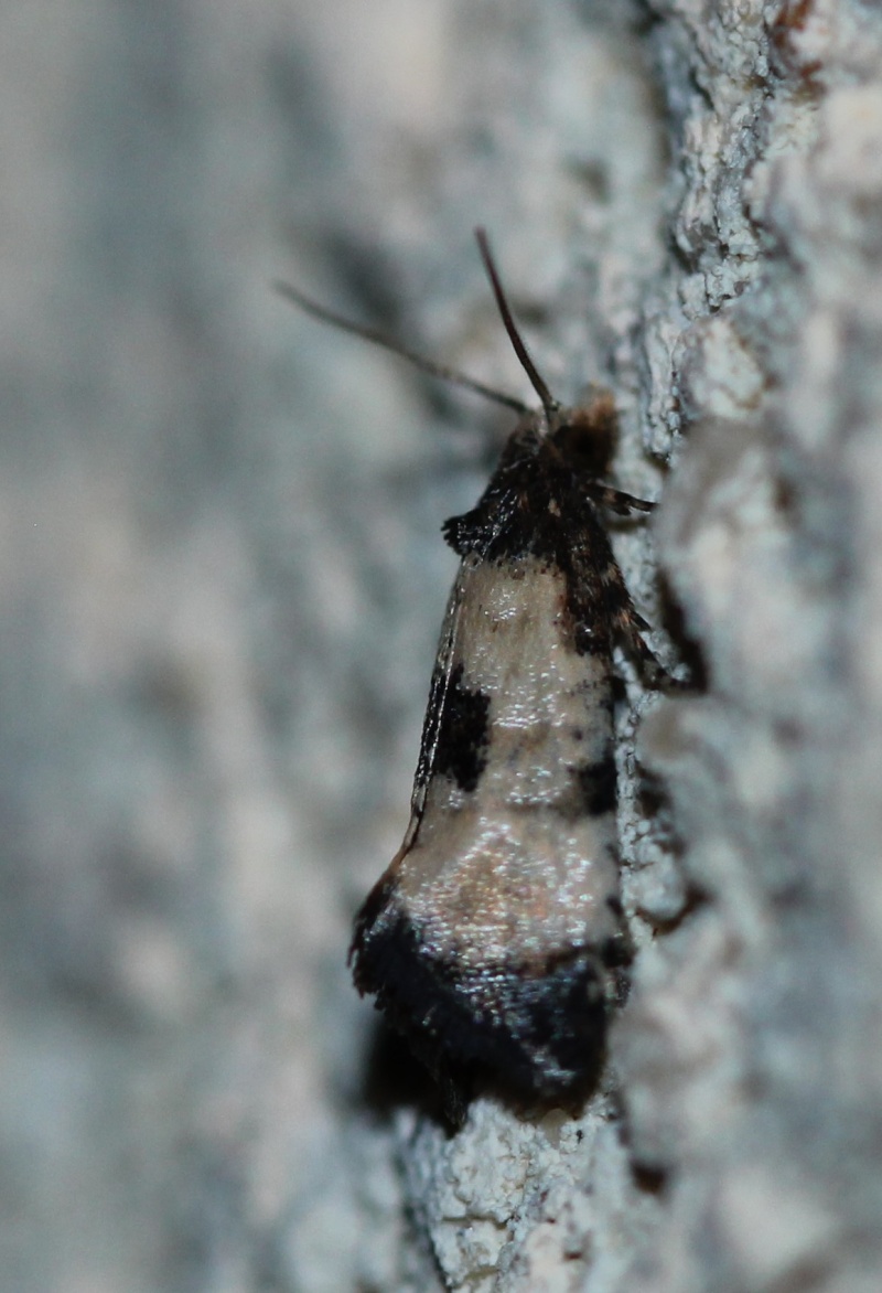 Idaea -  à identifier : Drepana curvatula, Cochylis dubitana, Idaea dimidiata et subsericeata, Rivula sericealis, Mompha sp, Eucosma sp, Eudonia mercurella Cochyl10