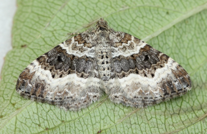 quelques macros : Agrotis, Ennomos, Epirrhoe, Herminia, Lacanobia, Mythimna, Laspeyria, Xestia Epirrh10