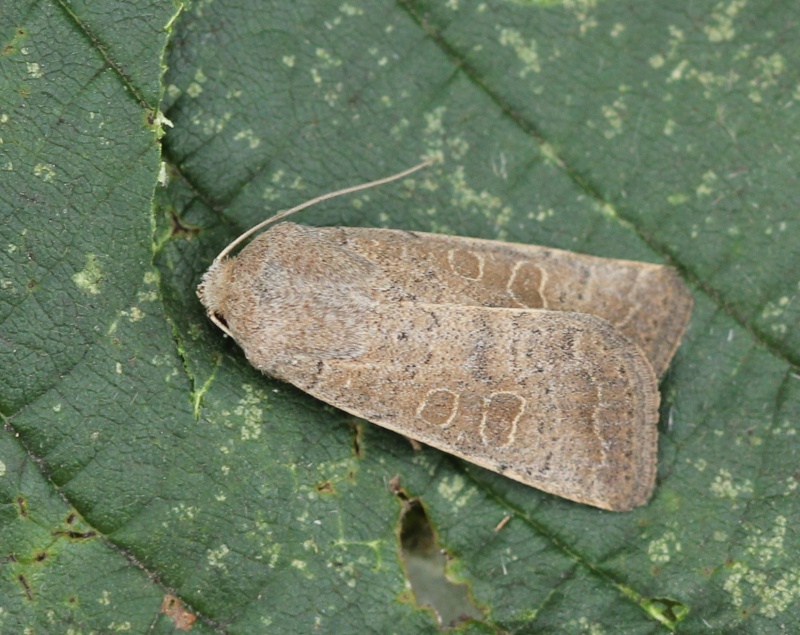 quelques macros : Agrotis, Ennomos, Epirrhoe, Herminia, Lacanobia, Mythimna, Laspeyria, Xestia Hoplod10