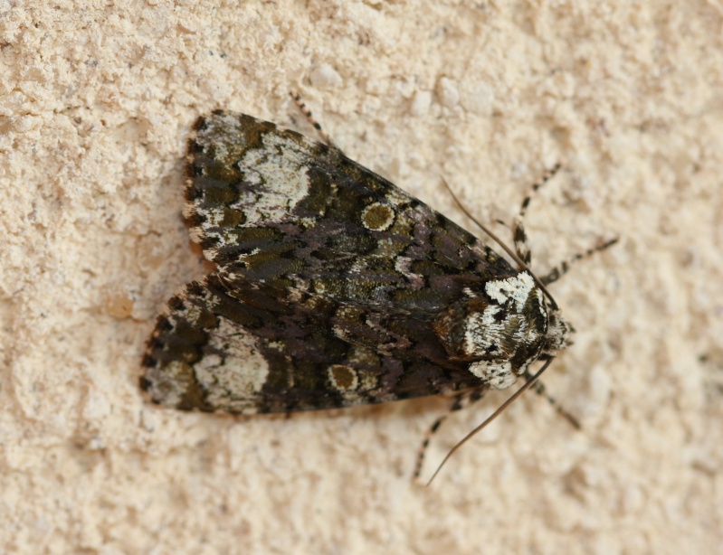 Hétérocères du 4 aout : Cydia splendana, Hoffmannophila pseudospretella, Craniophora ligustri, Mythimna albipuncta, Endotricha flammealis, Agrotis crassa, Mesoligia sp Img_2411