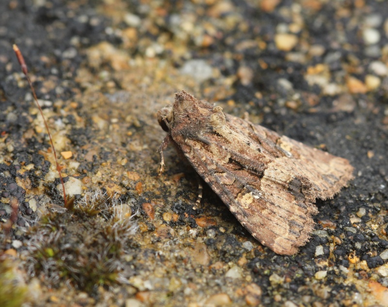 encore le 4 aout : Eilema complana, Cleorodes lichenaria, Notodonta dromedarius, Agrotis crassa, Acronicta rumicis, Mesapamea sp, Agriphila straminella Img_2714