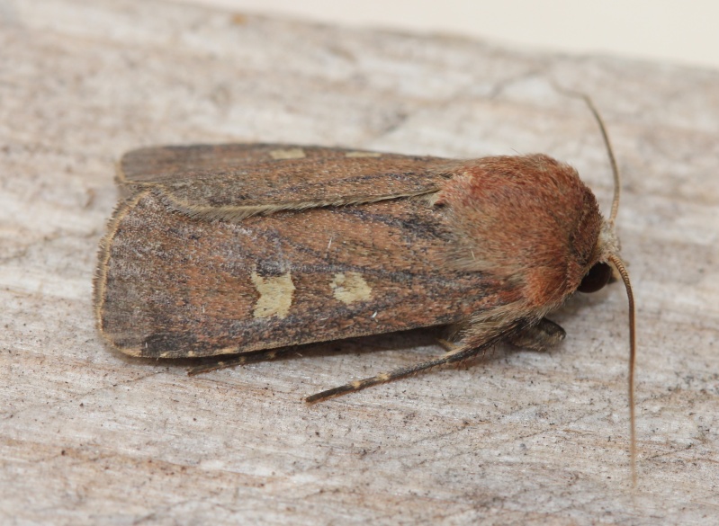 quelques macros : Agrotis, Ennomos, Epirrhoe, Herminia, Lacanobia, Mythimna, Laspeyria, Xestia Img_6910