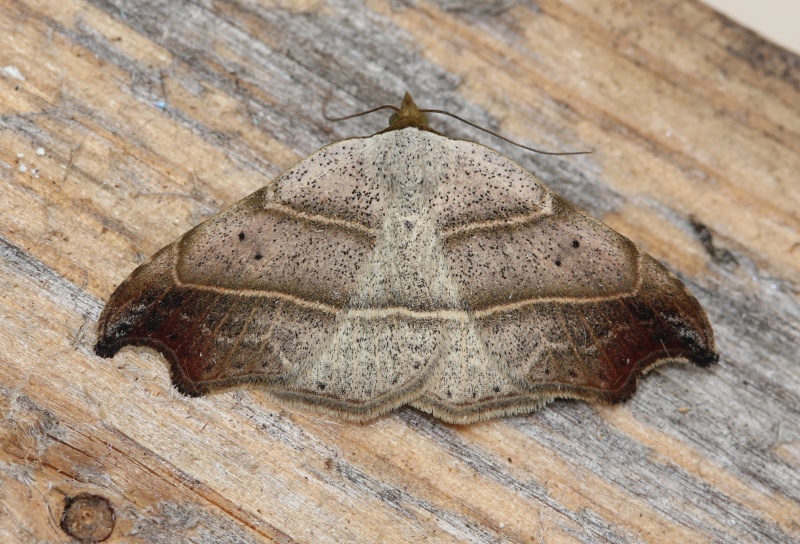 quelques macros : Agrotis, Ennomos, Epirrhoe, Herminia, Lacanobia, Mythimna, Laspeyria, Xestia Laspey10