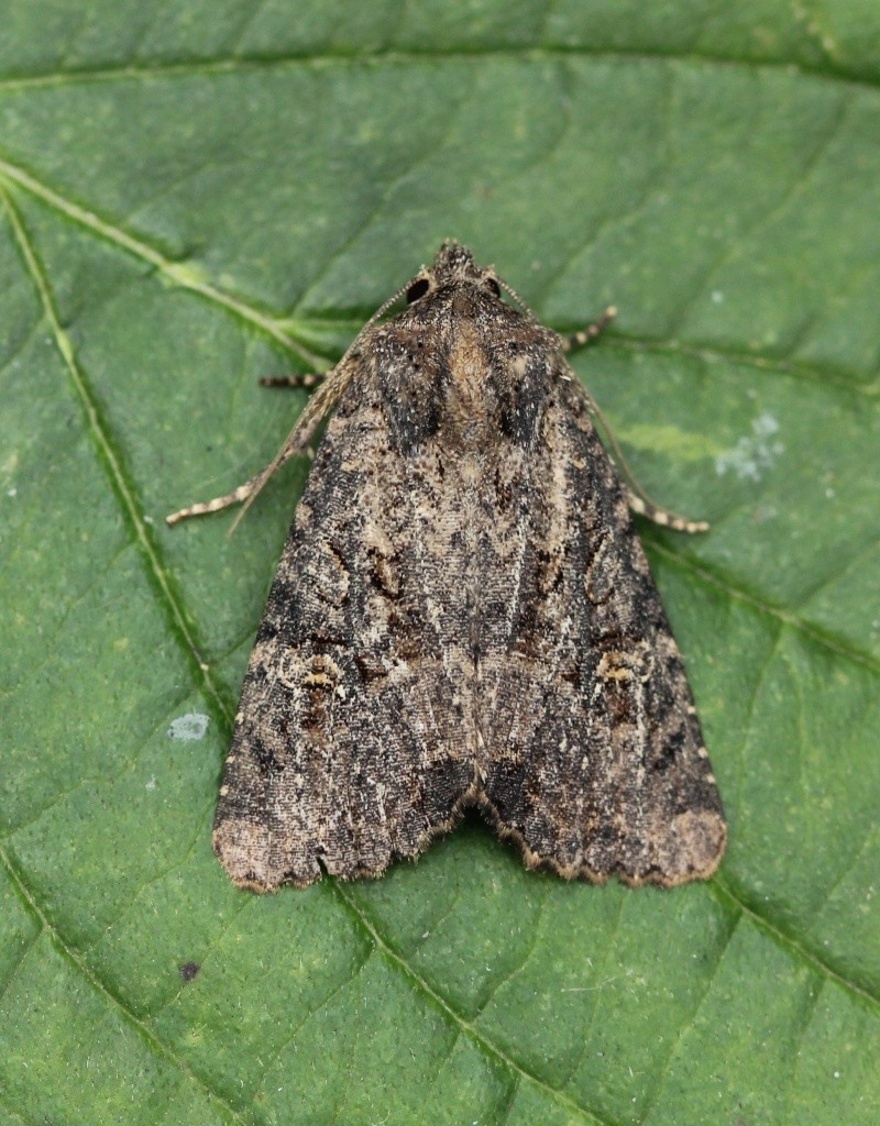 Idaea -  macro à Lassy : Agrotis, Amphipyra, Eilema, Gymnoscelis, Hypena, Idaea, Macaria, Mesapamea, Pheosia, Noctua Mamest10