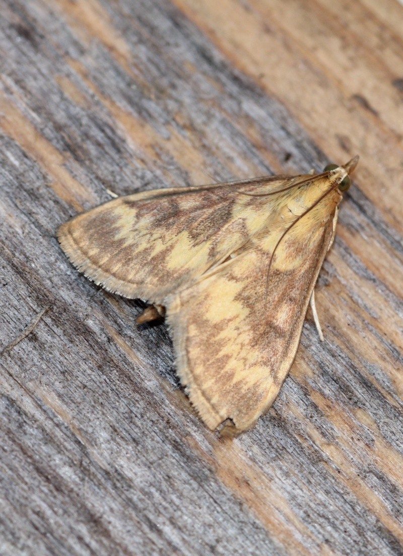 quelques micros : Acrobasis, Ditula, Euzophera, Cydia, Hypsopygia, Ostrinia, Pandemis, Agriphila, Cochylimorpha, Epinotia, Cochylis, Hofmannophila Ostrin10