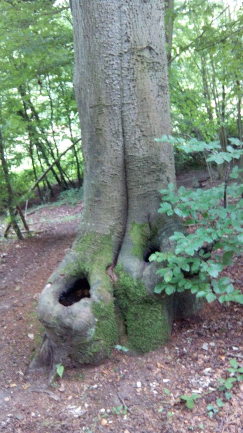 Jeudi 21  ou Vend. 22 Août 2014: Qui veut rouler le matin dans la forêt de La Londe ??? - Page 2 Img_2012