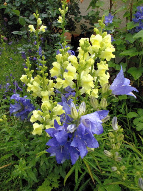 Campanules, digitalis and co !!! - Page 3 Dscn8210