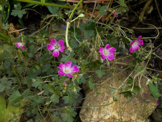 geranium vivace - Page 9 Dscn9012