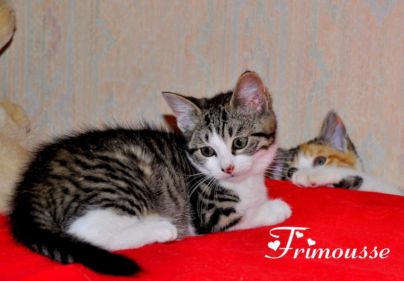 Beaux chatons  adopter. Frimou10