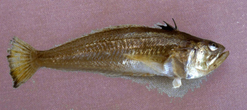 Britain's Most Venomous Fish Weever10