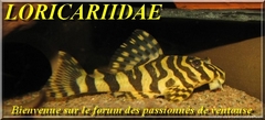 sondage pour un eventuel forum loricariidae Baniar11