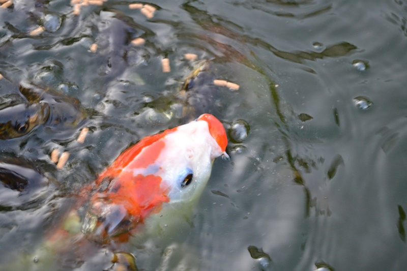 nom du poisson Dsc_0014