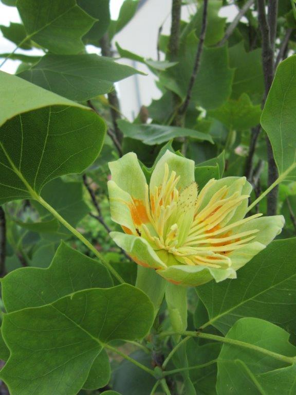 mon jeune jardin de touraine - Page 11 Img_3615