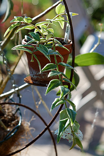 Hoya lanceolata subsp. bella (= Hoya bella) - Page 2 Bella-10