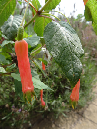 Fuchsia - espèces et variétés frileuses Fuchsi19