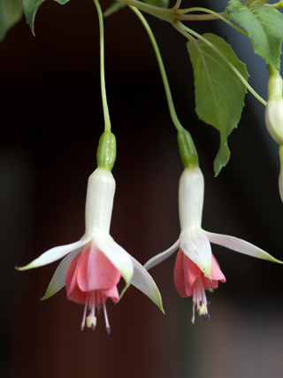 Fuchsia - espèces et variétés frileuses Hidcot10