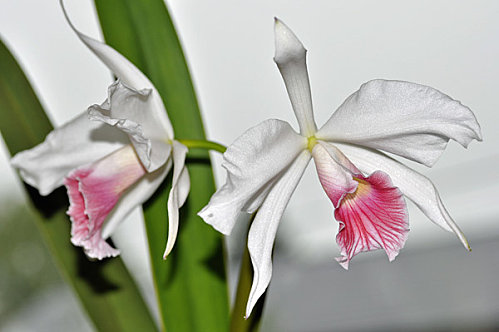 Cattleya, Laelia et apparentées Laelia12