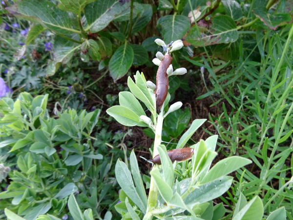 Baptisia australis - podalyre, faux indigotier Limace10