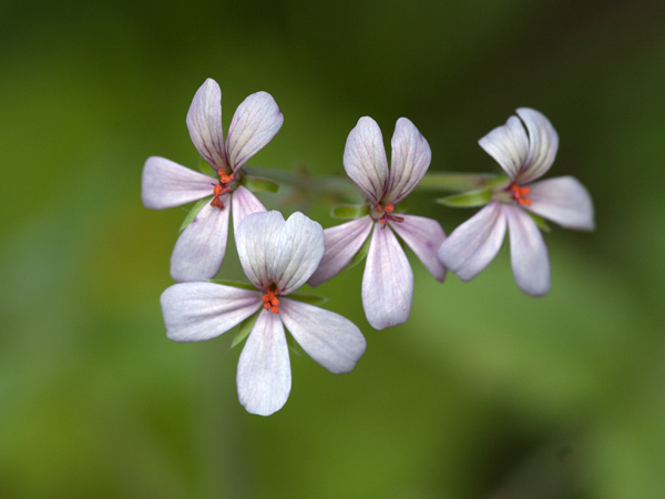 Pelargonium quinquelobatum Ob_eaa10