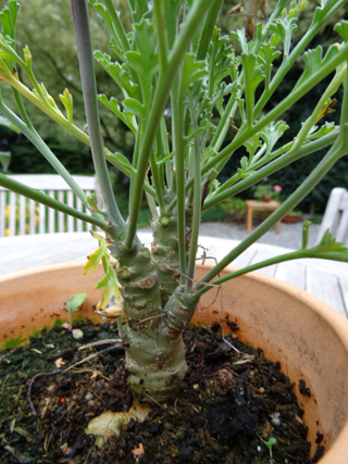 Pelargonium carnosum Pelarg36