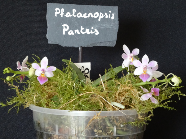 Phalaenopsis - hybrides primaires Phal_p15